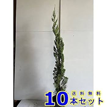 カイズカイブキ　置物台　7点セット カイズカイブキ 置物台 7点セット カイズカイブキ 置物台 7点