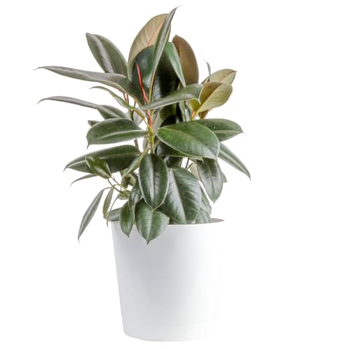 Costa Farms Burgundy Rubber Plant Live Plant in Decorative Pot,
