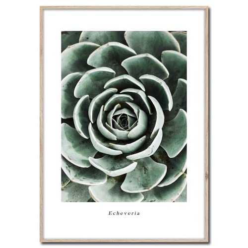 Cuadro con marco de Echeveria | Artbox | Cuadro con aspecto de marco de madera Framepic | planta de interior mexico para interior XXL | Salón dormitorio oficina | verde blanco negro | 50 x 70 cm