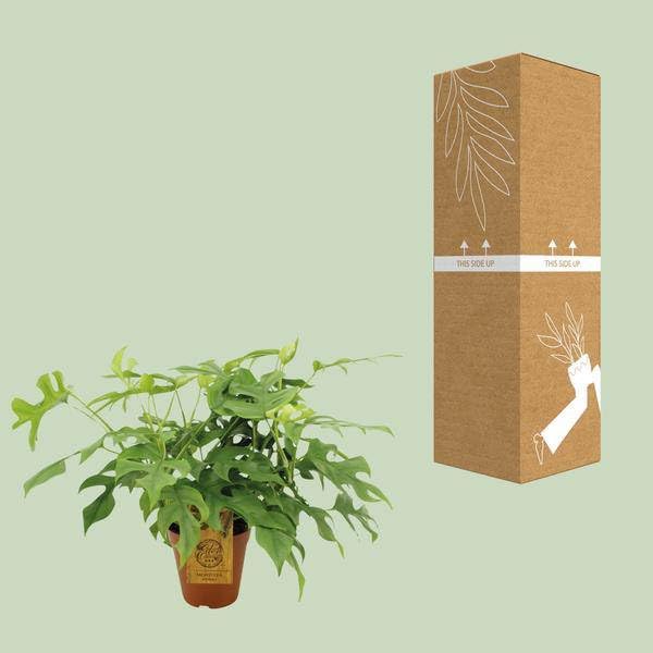 Fensterblatt Monstera Minima Halbschatten Zimmerpflanze Ø15 cm 40 cm