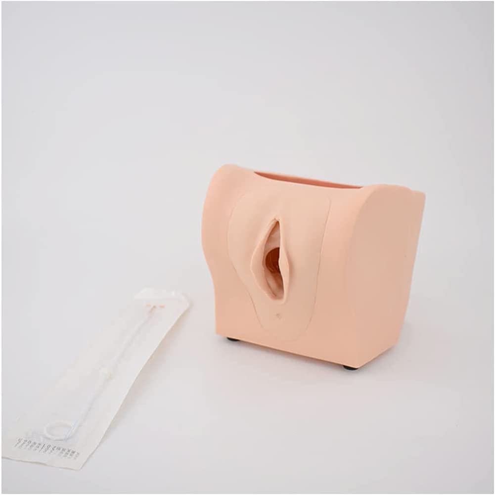 Modello di Guida alla contraccezione Femminile 1:1 Modello didattico per la contraccezione Manichino in PVC Modello didattico per la ginecologia Aiuto alla Formazione educati