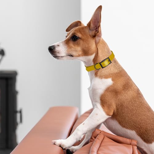 Image of Dogline Biothane Waterproof Dog Collar Strong Coated Nylon Webbing with Black Hardware Odor- Proof for Easy Care Easy to Clean High Performance Fits Small Medium or Large Dogs, Treasure Gold