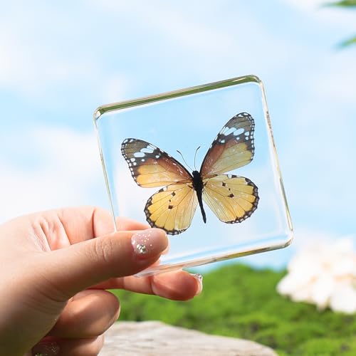 1St Heaven BUTTERFLY DECOR - 18 Taxidermy Butterfly, Real Butterfly Specimen In Resin - Butterfly Paperweight thumb #5