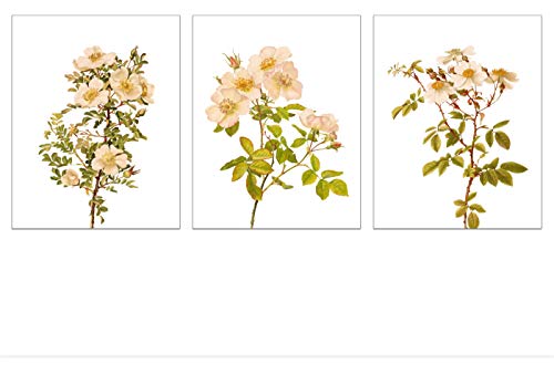 Plant Wall Decor - Floral Art Print Set - Vintage Flower Prints - Farmhouse Nature Pictures - Botanical Wall Art Poster for Home Kitchen - White Rose Illustrations - 3 Prints - 8x10 UNFRAMED