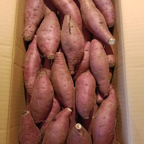 }Pv} g͂邩 3 AlTCY whiԂjY ɂ Ԍ ƂÁ` }̕