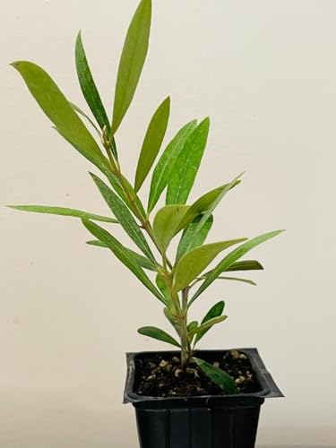 Zomo Garden Mission Olive Tree live plant 2.5'' pot - Starter plant, Green