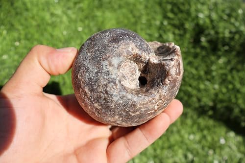 Image of Ammonite Fagesia Ammonite Fossil Rare Ammonite Fossil Natural Fossil from Morocco A32