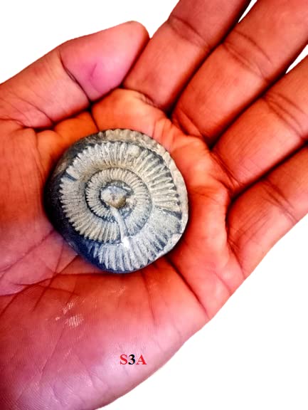 Energized Shaligram Natural Blackstone Brought from Gandaki River-beds in The Muktinath Area of Nepal (Sudarshan shaligram)