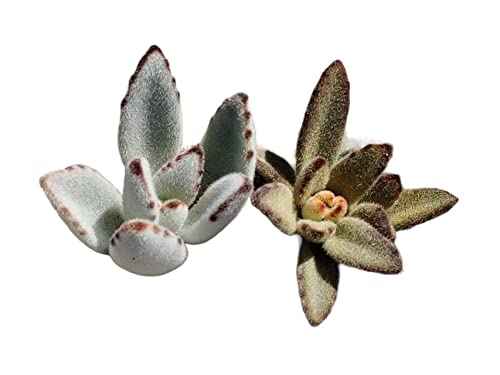 USKC Live Succulent Cactus Plants (Two 2"Pot Set) (Kalanchoe tomentosa ‘Panda Plant‘+‘Chocolate Soldier’) USKC Live Succulent Cactus Plants (Two 2"Pot Set) (Kalanchoe tomentosa ‘Panda Plant‘+‘Chocolate Soldier’)