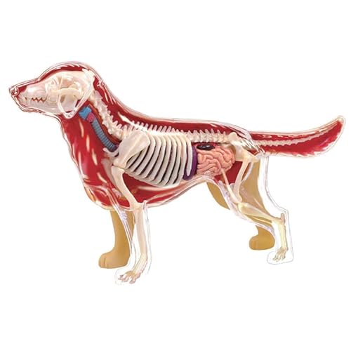 Os de chien Golden Retriever en modèle anatomique pour expliquer les soins
