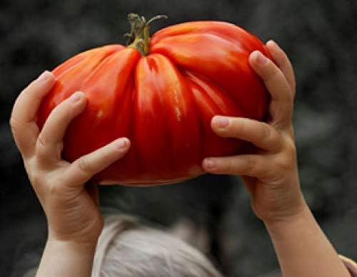 Miniatura 5 de NIKA SEEDS - Bistec vegetal Tomate Rojo Gigante Indeterminado Sin OMG para plantar reliquia