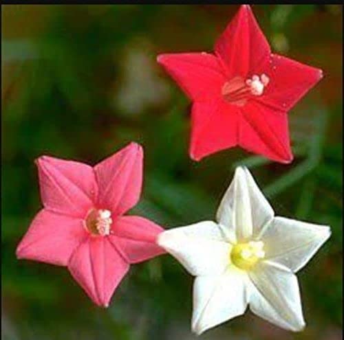 Urban Turtle Cypress Vine Mix (Red-Pink-White) /Ipomoea quamoclit/Star Glory/Humming Bird/Akashamulla Flowering Vine Mix Seeds (Pack of 20 seeds) (B0C5Y7RCF5) Amazon Price History, Amazon Price Tracker