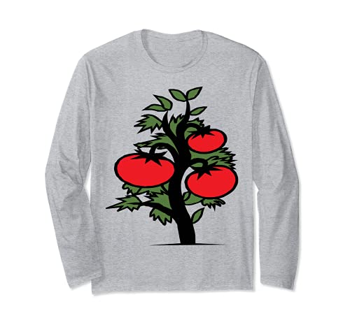 Usine de tomate Manche Longue