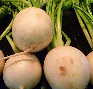 Homely Fresh Shogoin Turnip 100Pcs Seeds Non GMO Easy Grow Bonsai Seeds