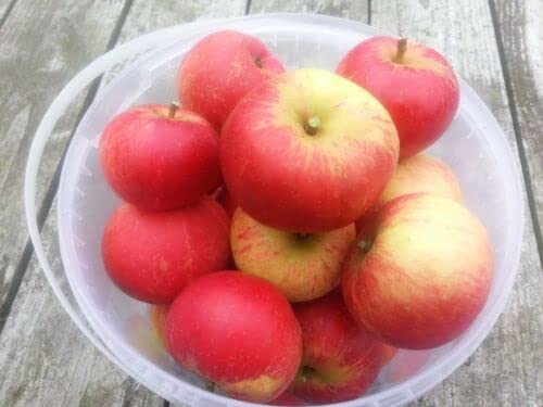 1 x Discovery Apple Tree 4-5ft 6L Pot, Ready to Fruit, Crisp,Juicy, Strawberry Taste