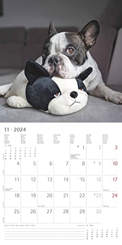 Funny Dogs 2024 - Broschürenkalender 30x30 cm (30x60 geöffnet) - Kalender mit Platz für Notizen - Hunde - Bildkalender - Wandkalender - Hundekalender