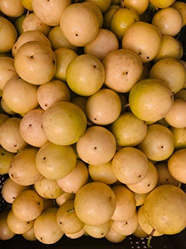 PF FARM Yellow Fresh Ripe Passion Fruit Florida No.2 (2 Dozen / 24 Counts)