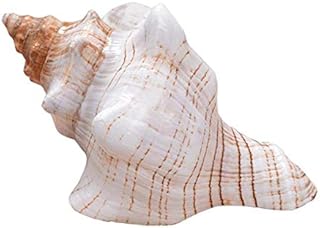 Natural Winding Conch Shells Long Spiral Snails Rare Ocean Ornament Specimen Home Fish Tank Marine Decoration DIY Craft Handmade Seashell Wedding Festival Party Home Ornaments Great Gifts
