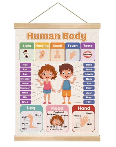 Tabla de aprendizaje anatómica para sala de juegos infantil y decoración de guardería