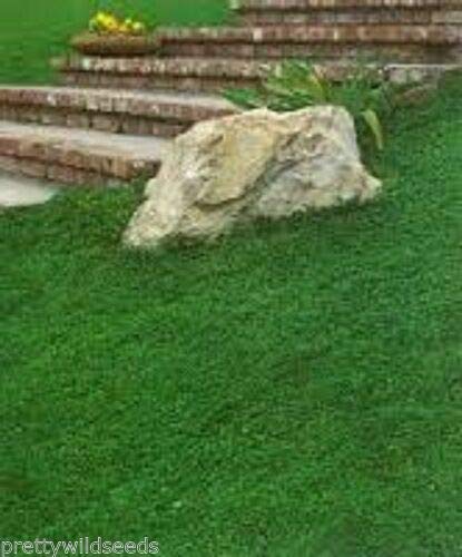 Risala Dichondra Repens No Mow Lawn Soft, Intensive Lawn Grass Seed 1Kg Covers 200 m2