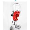 DenFactory Simple Head Model Dental Simulator Phantom Manikin with Teeth for Teaching Practice Study Training Fixed on Desk