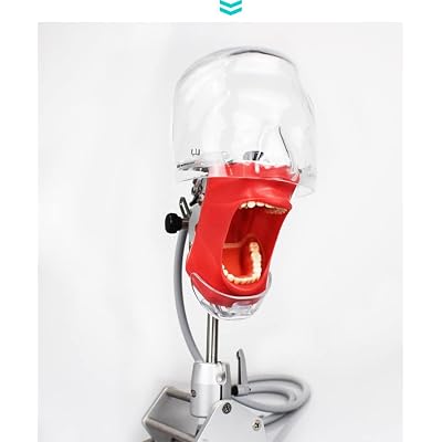 DenFactory Simple Head Model Dental Simulator Phantom Manikin with Teeth for Teaching Practice Study Training Fixed on Desk