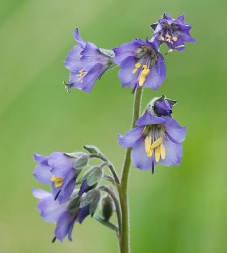 Miniatura 5 de 100 semillas de flores de polemonio de perlas azules (Jacobs Ladder)