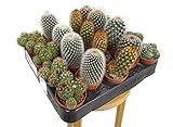 PACK 24 CACTUS VARIADOS M5 EN CACTUS NATURALES PEQUEÑOS MACETA 5CM DIAMETRO