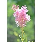 Queen of The Prairie Seeds (80 Seed Pack)
