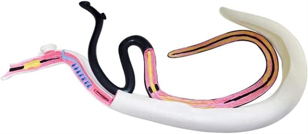 Anatomy Schistosomiasis Model, Biology,PVC Material Special Animal Anatomical -for Medical Educational Training Aid Teaching Aids