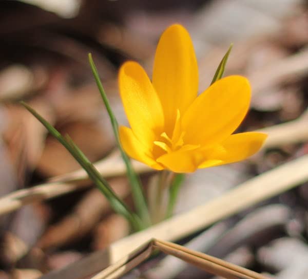 Image of IMP. Saffron | Crocus Excellent Quality Flower Bulbs for Attractive Aromatic Flowers Home Outdoor Gardening Plants Flowering Bulbs (pack of 12, Golden Crocus)