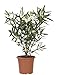 Produktbild KENTIS - Nerium Oleander Weiß Winterharte Pflanzen für Garten - Blühende Heckenpflanzen für Balkon und Terrasse - H 125/150 cm Topf Ø 30 cm