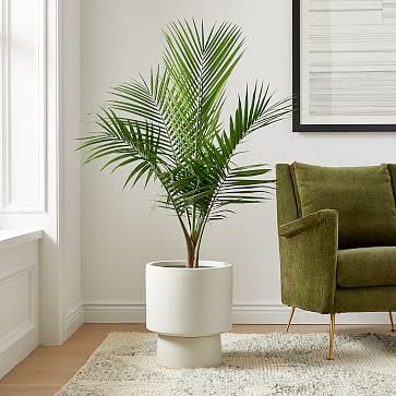 Areca Palm Indoor Plants for Living Room | Live Plants | Plants for Home | Air purifier plants | Plants for Home Decor For Home Farming Pack Of 1 (B0CV8ZTTZS) Amazon Price History, Amazon Price Tracker