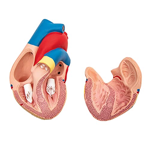 Anatomía básica del corazón Humano Tamaño Real Modelo de anatomía del corazón Humano de 2 Partes con Base, Pared del Cor