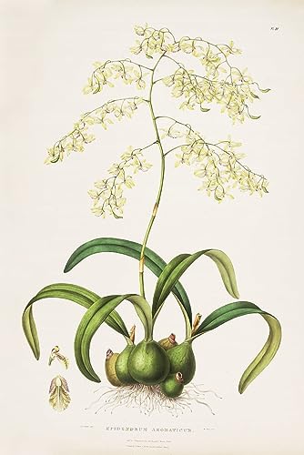 Tableau Encyclia Incumbens pour une décoration de chambre élégante
