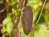 100 Pcs Dioscorea Alata Seeds, Heirloom Purple Yam Vegetable Seeds for Planting, High-Yield Tuber for Home Gardens, Farms, Backyard Growing & Sustainable Food Gardening