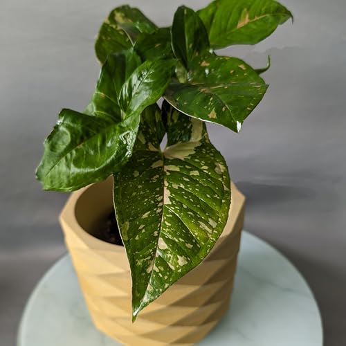 Image of Little Jungle X inchCuteCrete Luxe inch Medium Planter Houses 4 inch-5 inch Inch Nursery Pots (Yellow) | | flower pots for home decoration | Balcony Decor | Garden
