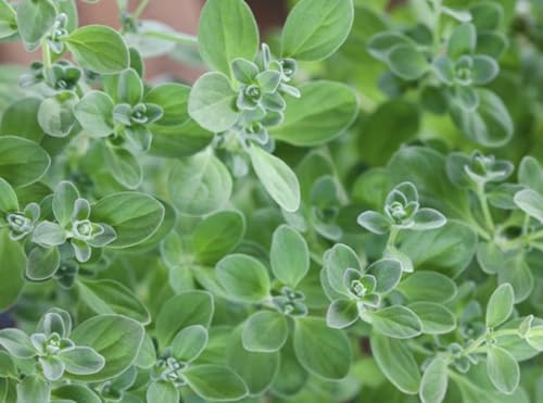 Oregano Seeds for Garden Growing, Fresh Herb Plant Kit, 4000