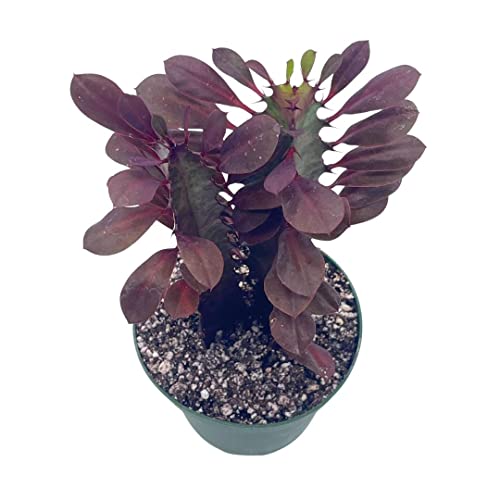 African Milk Tree, Euphorbia Trigona 4" Inch Pot, Red Original Color African Milktree, Red Cathedral Cactus Milk Tree, Well Rooted Starter #TOP2