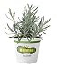 Bonnie Plants 5065 Elegance Lavender Herb Plant