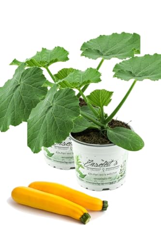 2er Set Zucchini Pflanze gelb (Cucurbita pepo) Aus Nachhaltigem Anbau !