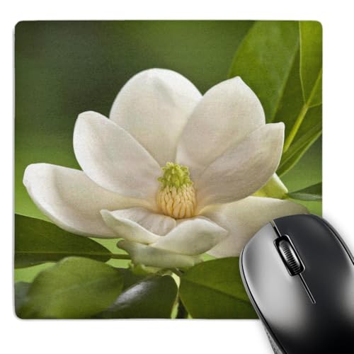 3dRose LLC 8 x 8 x 0.25 Magnolia Tree Flower Blossom Adam Jones Mouse Pad (mp_83297_1)