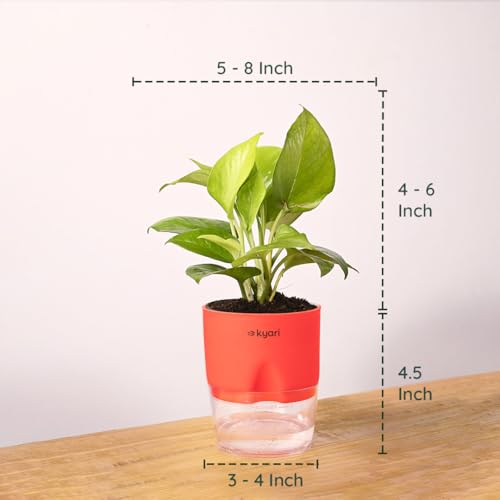 Image of KYARI Golden Money Indoor Plants for Living Room | Live Plants | Plants with Red Self Watering Pot for Home | Air purifier plants | Plants for Home Decor | Plants for Garden & bedroom