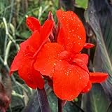 Mehrjährige ist winterhart,Anmut,Große Blüten,Canna,Lange Blütezeit,Canna Einfach zu Pflegen,Schnelles Wachstum-mit Auffälligen Blüten-5Canna Wurzel-I
