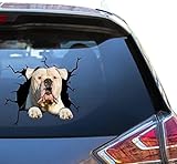american bully a vendre pas cher L'autocollant est utilisé comme - autocollant de voiture, autocollant de pare - chocs, autocollant de fenêtre, autocollant de fenêtre, autocollant d'ordinateur portable, autocollant de casque, autocollant mural, autocollant de congélateur, autocollant de tuile, autocollant de boîte de roue, autocollant pour enfants, autocollant de miroir, autocollant de miroir d'aile, autocollant de vinyle, décoration d'Halloween