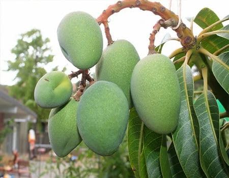 Thailand All Time Sweet Mango Grafted Plant (Fruitng 4 Time Yearly) Baramasi Aam