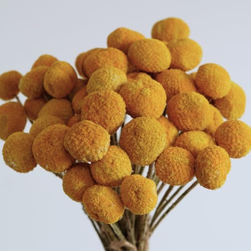 20 flores secas amarillas Billy Balls miniatura 2