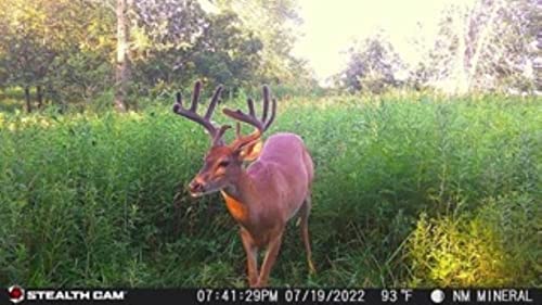 Stealth Cam Outdoor Connect Cellular Camera - Verizon, 720P #TOP5