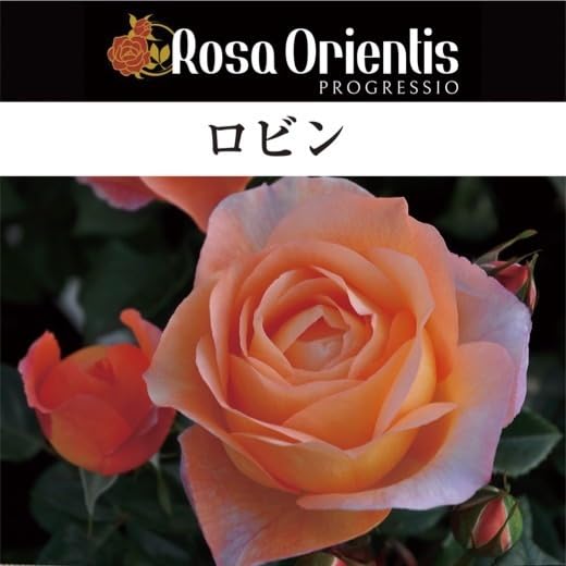 薔薇接木苗　ロビン大苗 大苗】バラ苗 ロビン 国産苗 6号鉢植え品［農林水産省 品種登録