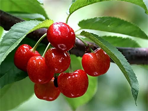 Ohxsm Cherry Tree Seeds 20+ Fresh Rainier Sweet Yellow Red Golden Cherry Plant Tree Seeds #TOP2